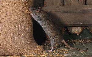 Brown rat feeding from grain sack e1500668825522 Cópia 300x186 - Controle de Pragas Urbanas em Jundiaí