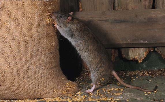 Brown-rat-feeding-from-grain-sack-e1500668825522 - Cópia ...