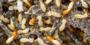 Termites Bug Z Termite and Pest Control 1024x511 300x150 - Acabar com Cupins em Casa