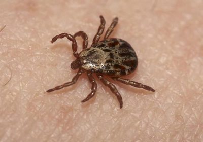 Dedetizadora de Carrapatos em Jundiaí