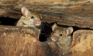 Dedetizadora de Rato em Jundiaí